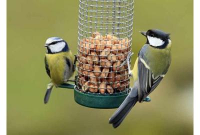 Getting ready for the Big Garden Birdwatch 2022